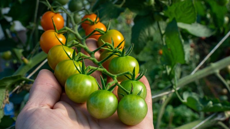 Tomatoes That Love Pennsylvania Sunshine