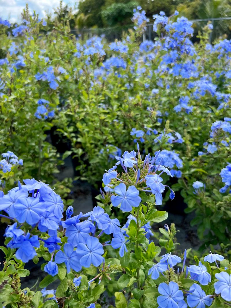 Plumbago: The Easy Blue Bloomer