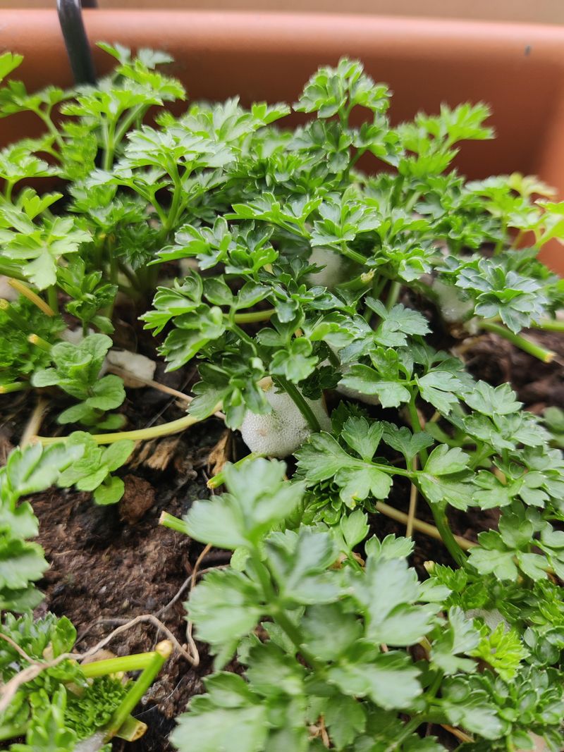 Parsley