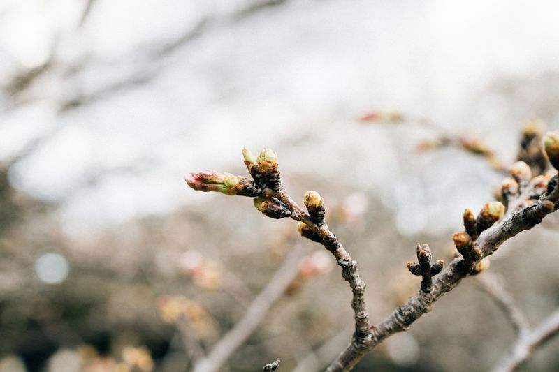 Buds Are Present On The Stems Even If Small
