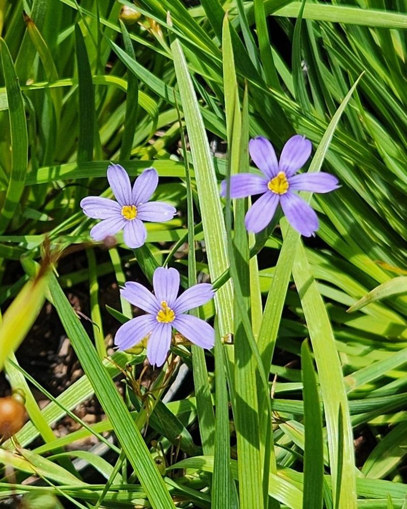 Blue-Eyed Grass (Sisyrinchium angustifolium)