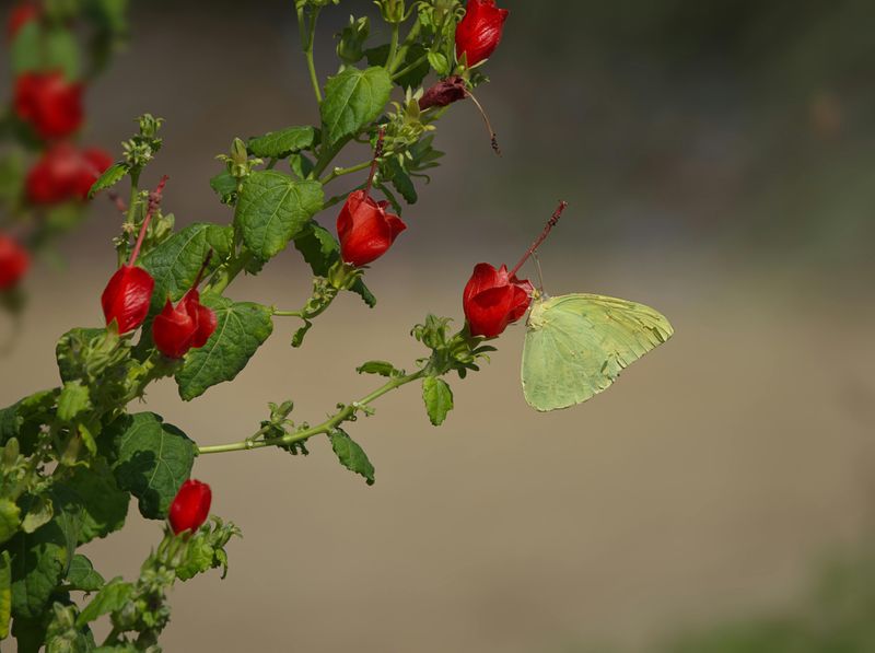 Turk's Cap