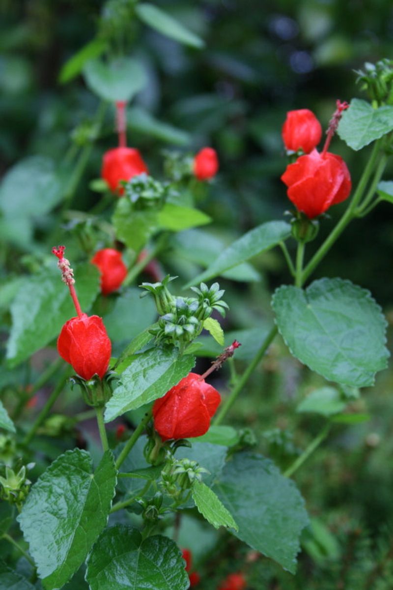 Turk's Cap (Malvaviscus arboreus var. drummondii)