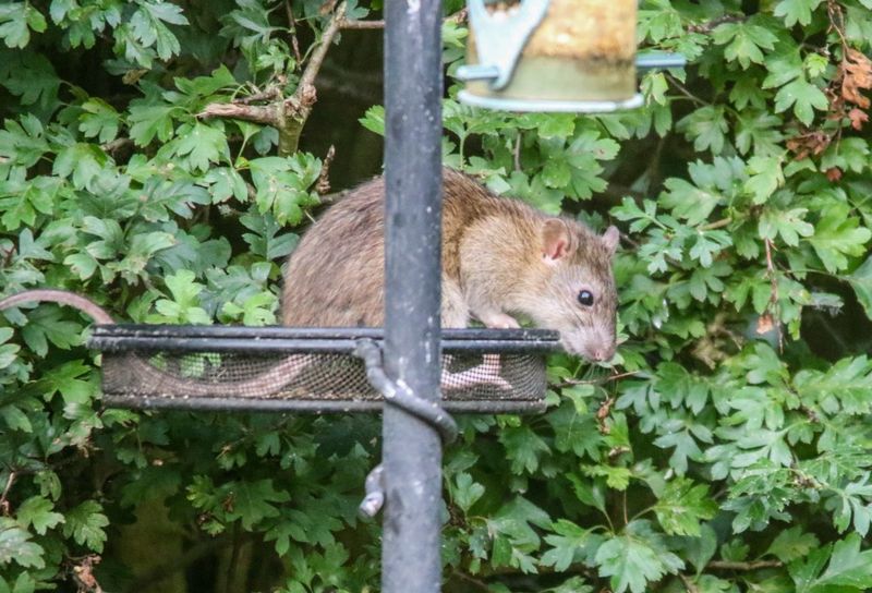 Feeder Placement Can Make The Difference