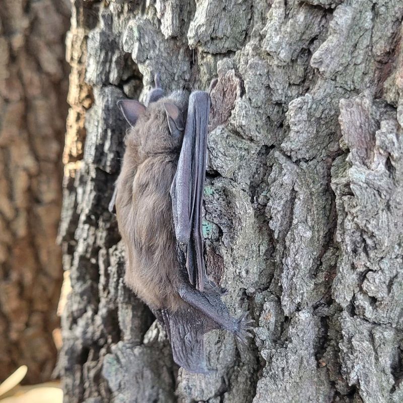 Bats Help Gardens By Reducing Insect Populations