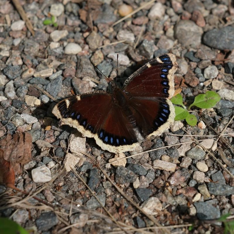 Create Sunny Resting Areas Protected From Harsh Desert Wind