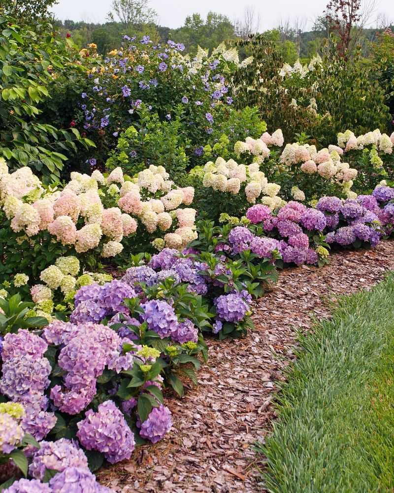 Keep Shrubs Properly Spaced From Foundations