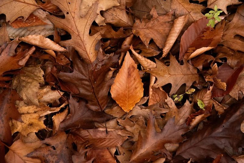 Leave Some Leaf Litter To Support Wildlife And Soil Health