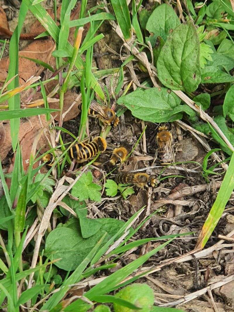 Leave Some Bare Soil For Ground-Nesting Bees