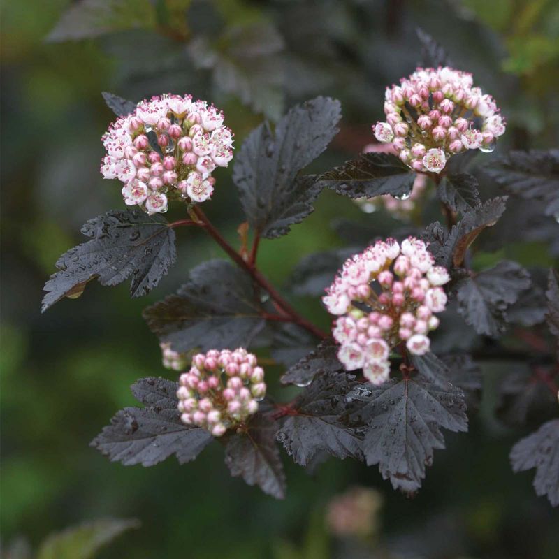 Find Your Favorite Variety At An Ohio Nursery