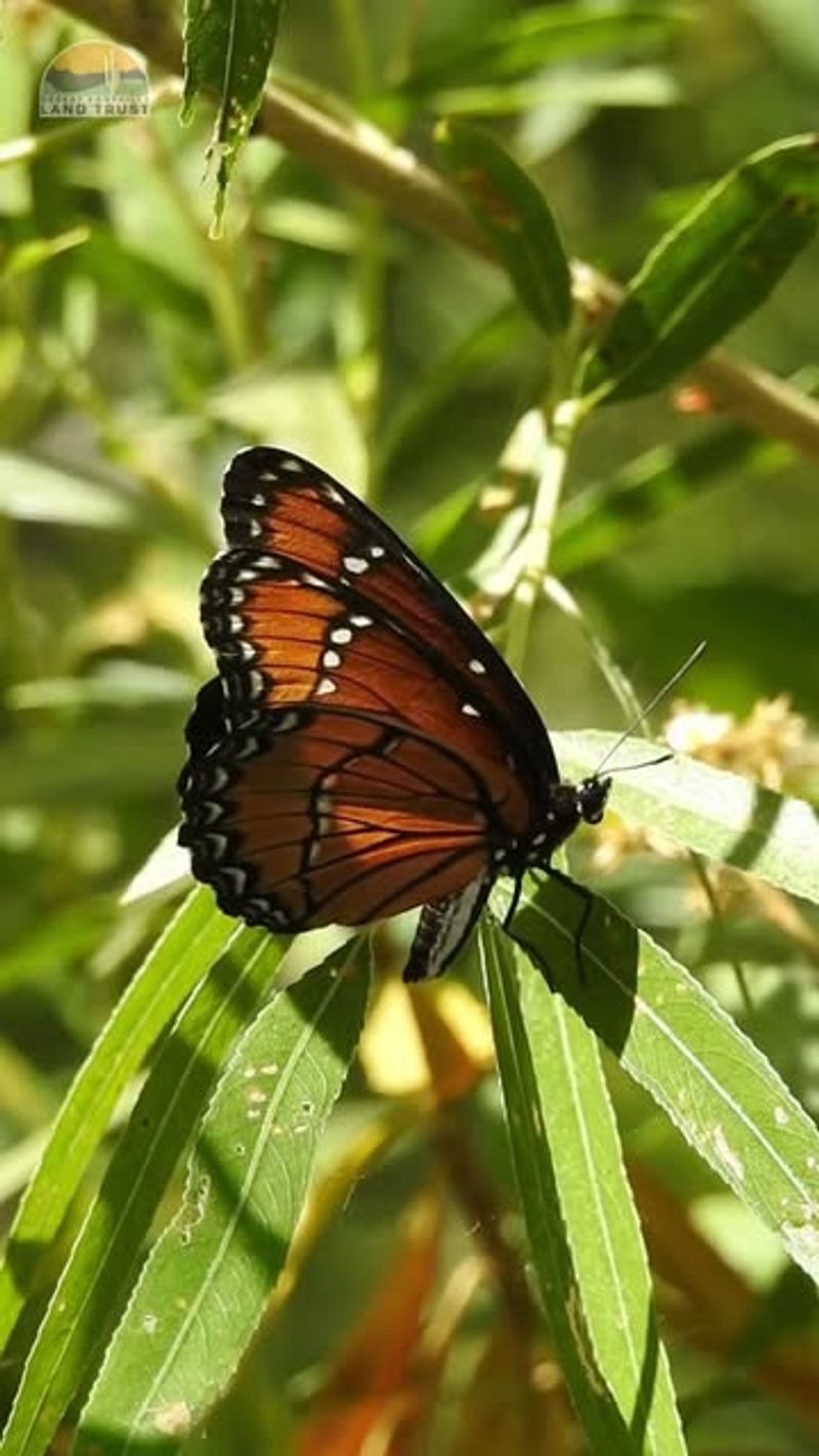 Add Willow Trees For Viceroy Butterfly Caterpillars