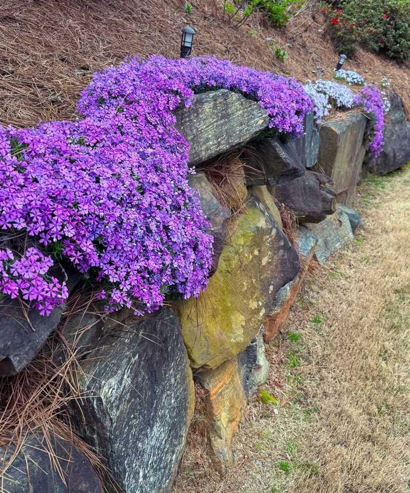 Create Dense Cover With Creeping Phlox