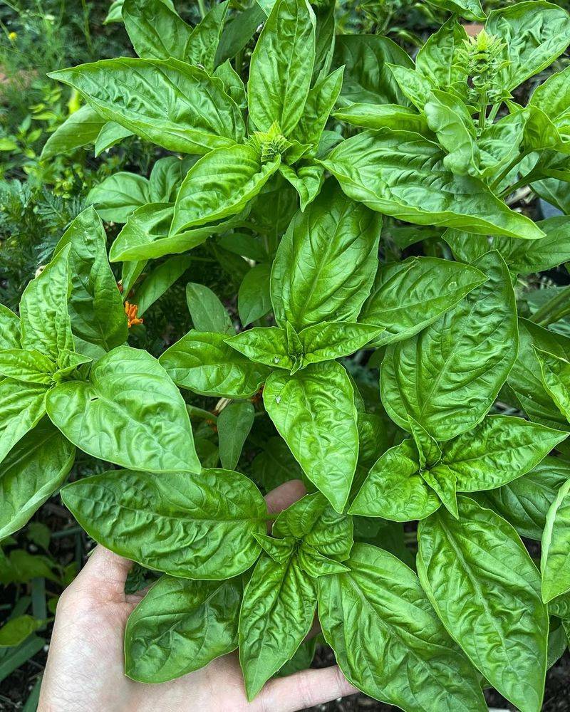 Use Basil To Help Repel Pests