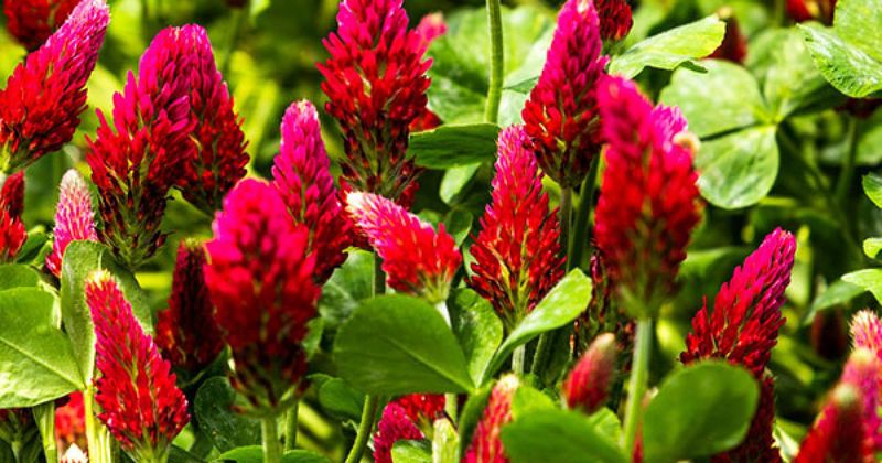 Choose Plants That Improve Soil Health Naturally