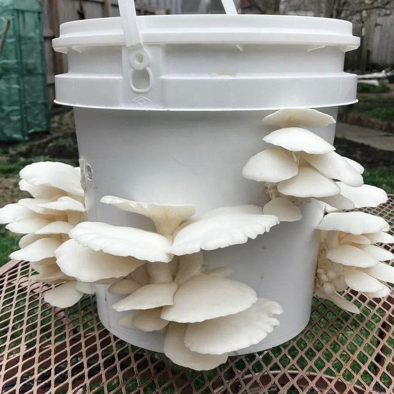 Start With Quality Snow Oyster Spawn