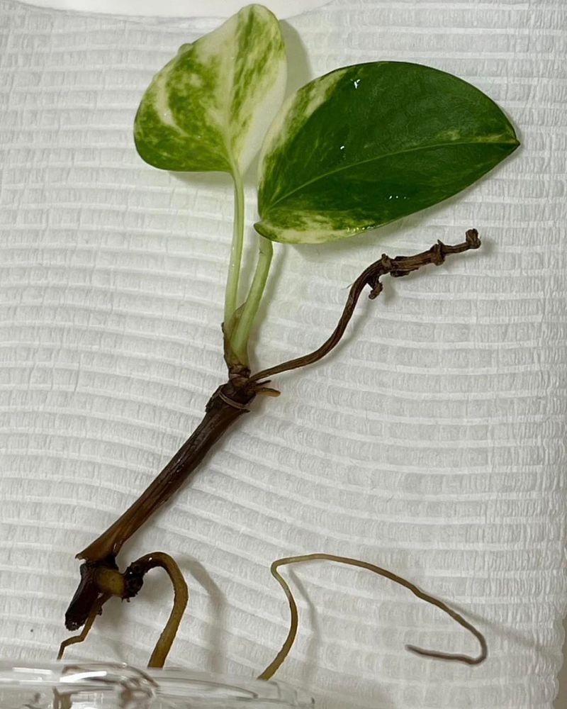 Propagate Plants From Cuttings You Already Have