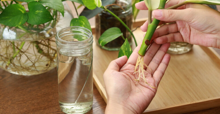 healthy root of water propagation houseplant