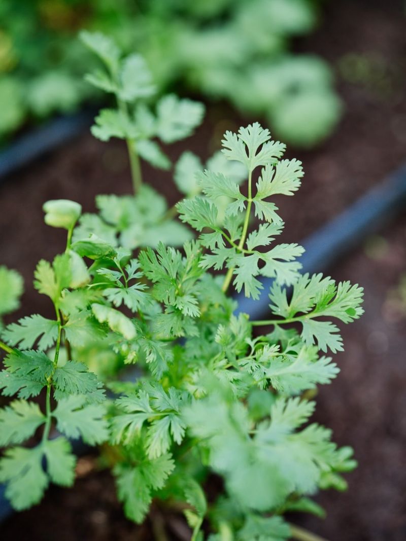 Start Cilantro For Quick Flavor