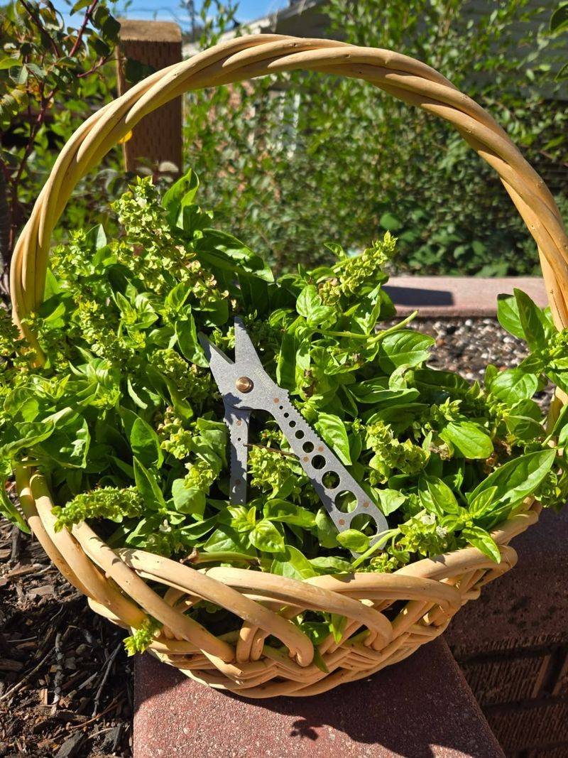 Harvest Regularly To Encourage Strong New Growth