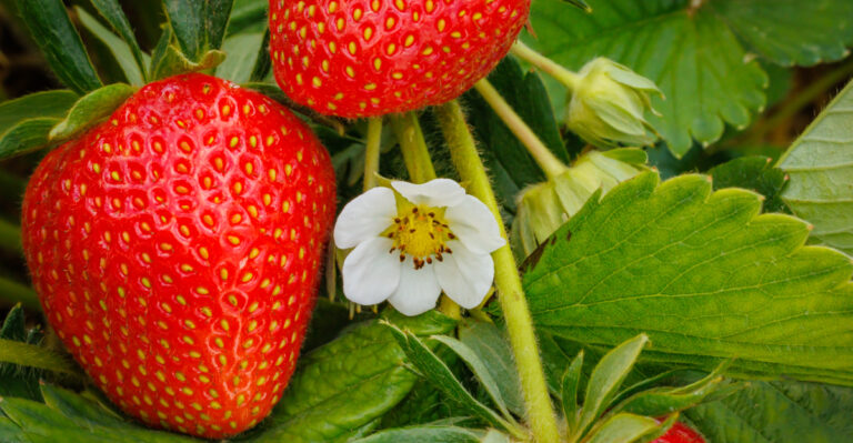 strawberries