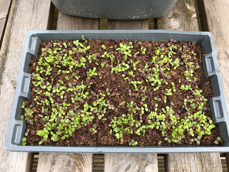 Overcrowded Trays Force Competition And Stretching