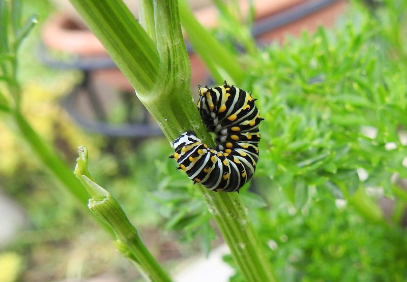 Plant Parsley And Dill For Swallowtail Caterpillars
