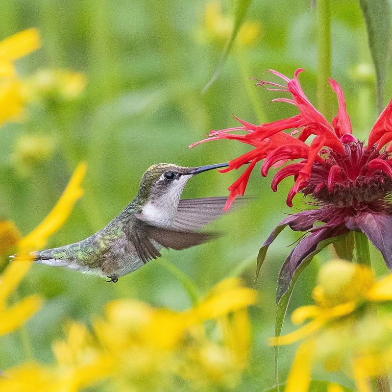 Provide Continuous Bloom From Spring Through Fall