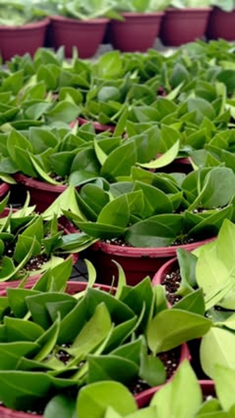 Use Leaf Cuttings For Certain Plants
