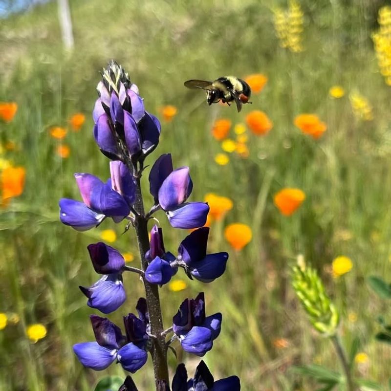 Plant Native Flowers To Feed Pollinators