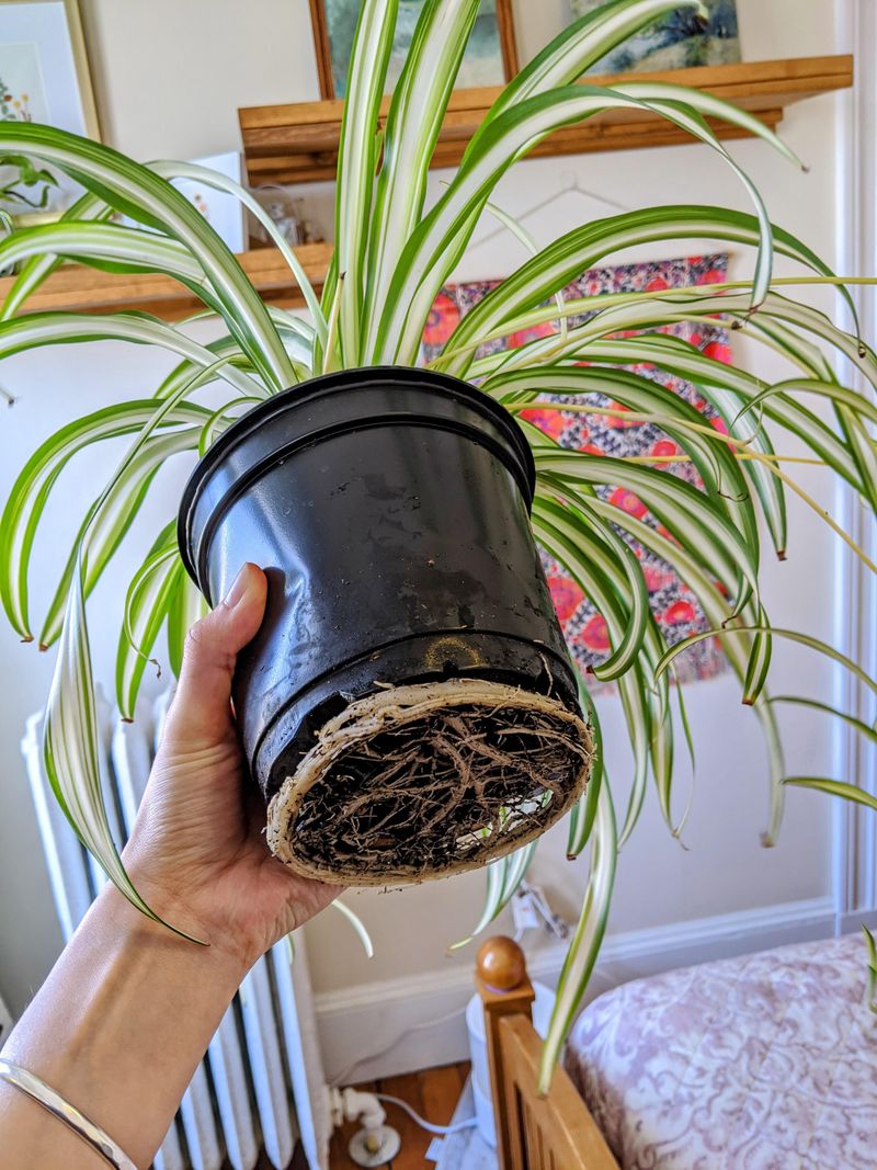 Re-Root Leggy Or Overgrown Plants