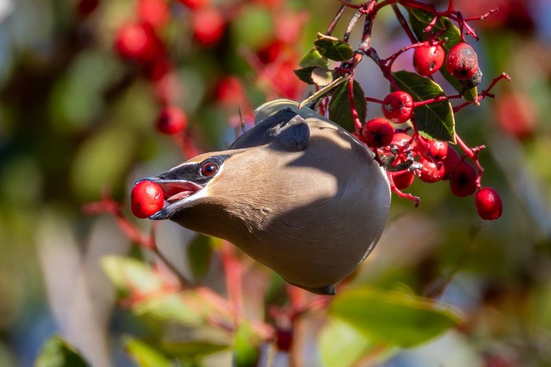 Include Berry-Producing Shrubs And Trees