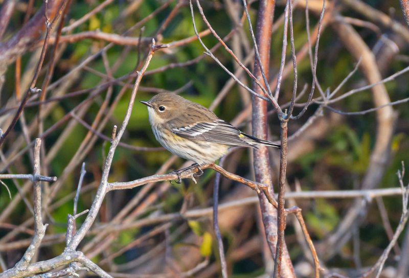 Add Wax Myrtle For Dense Summer Shelter
