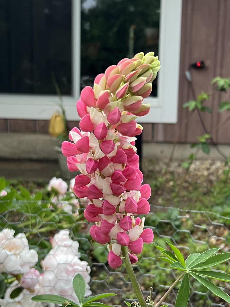 How To Encourage Natural Reseeding