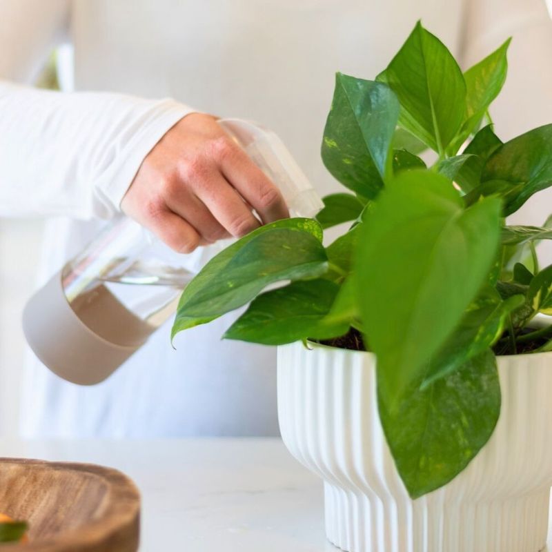 A Fresh Start For Indoor Gardens