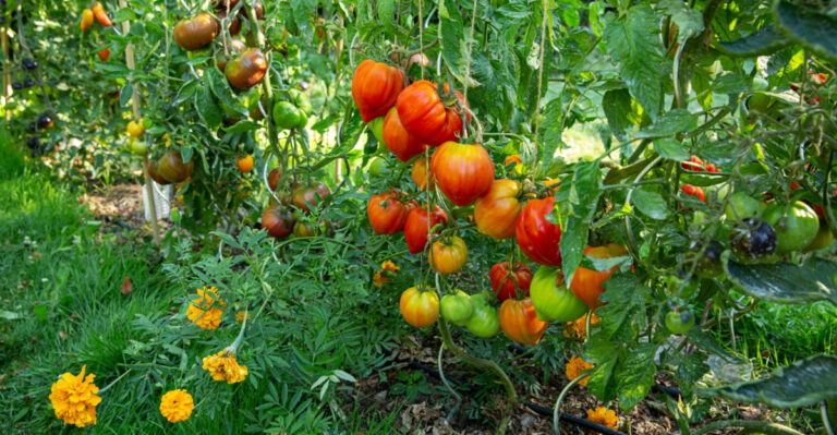 tomatoes and marigolds in the vegetable garden