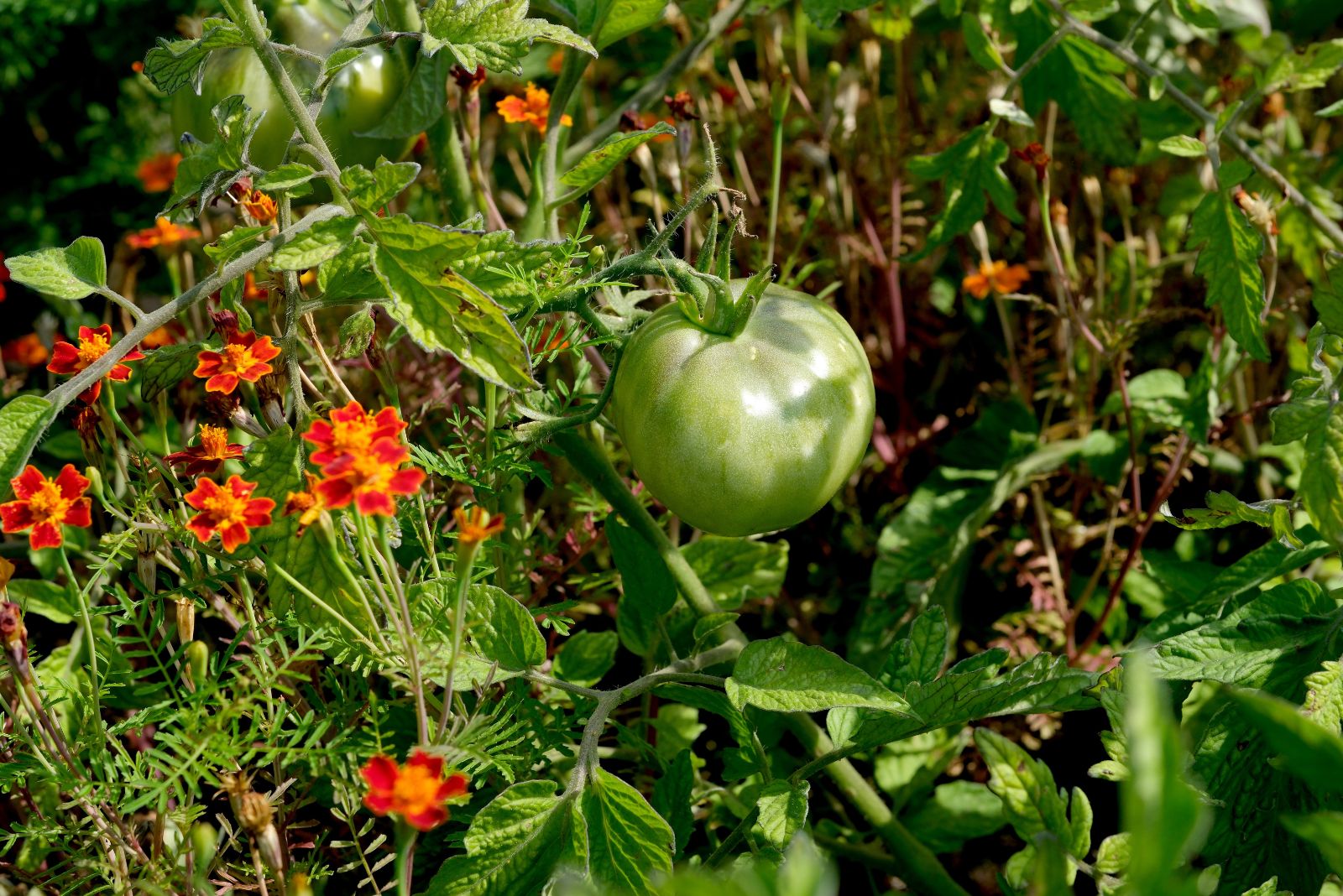 marigolds under tomatoes