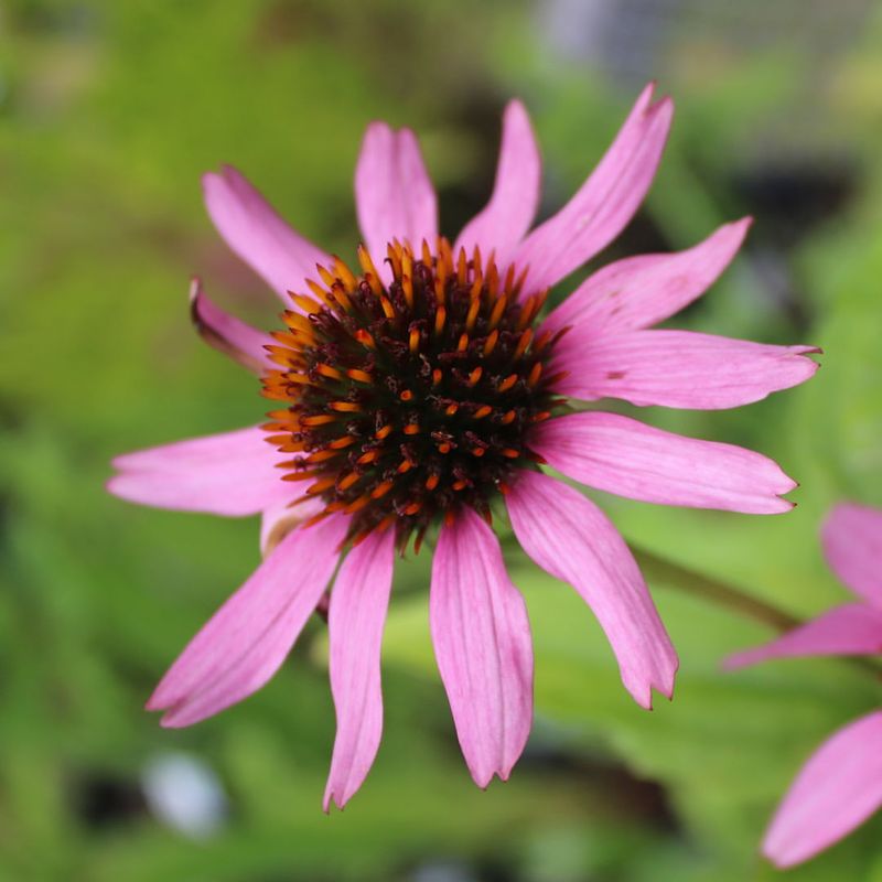 Purple Coneflower Produces Seeds Goldfinches Love