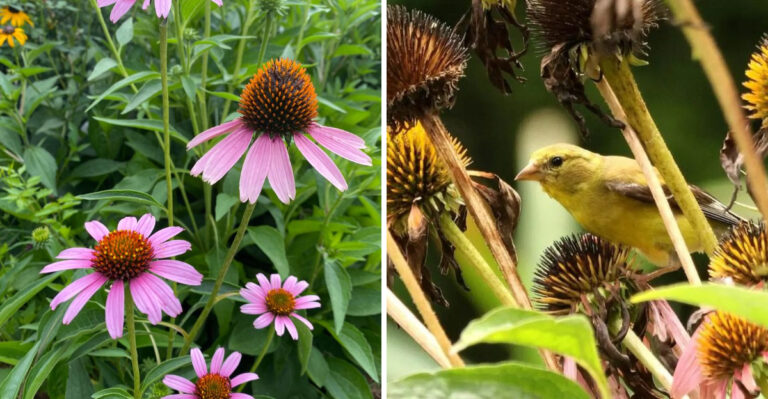 purple coneflower and goldfinch