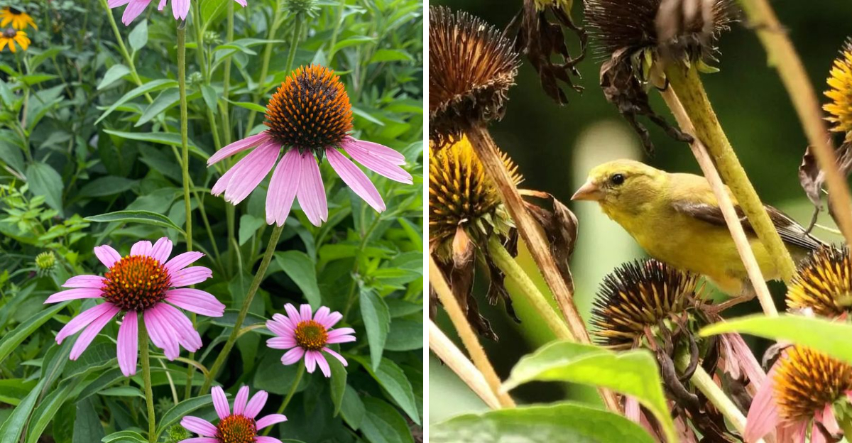 purple coneflower and goldfinch