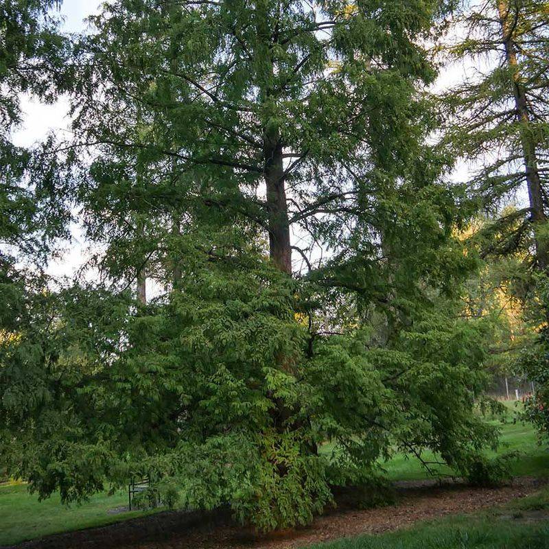 Add Dawn Redwood For Strong Form