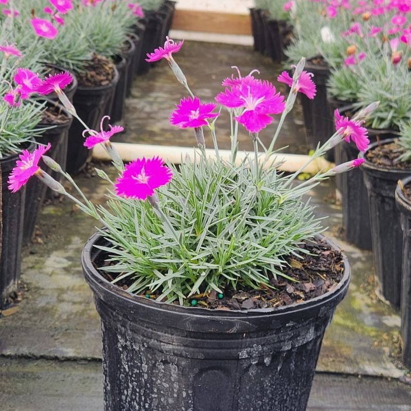 Brings Soft Texture To Pots Without High Water Needs Muhly Grass