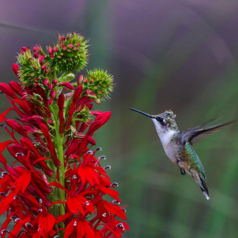 Supports Native Pollinators Beyond Hummingbirds