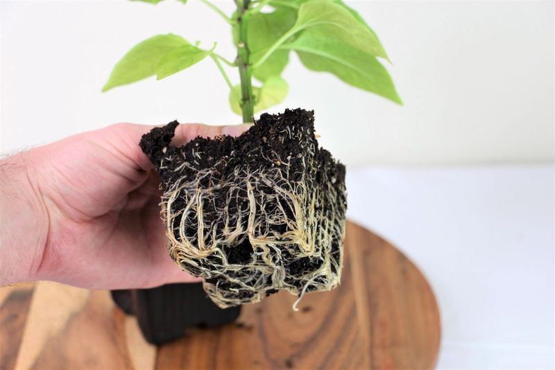 Root Systems Become Dense - Gently Loosen Roots At Transplant