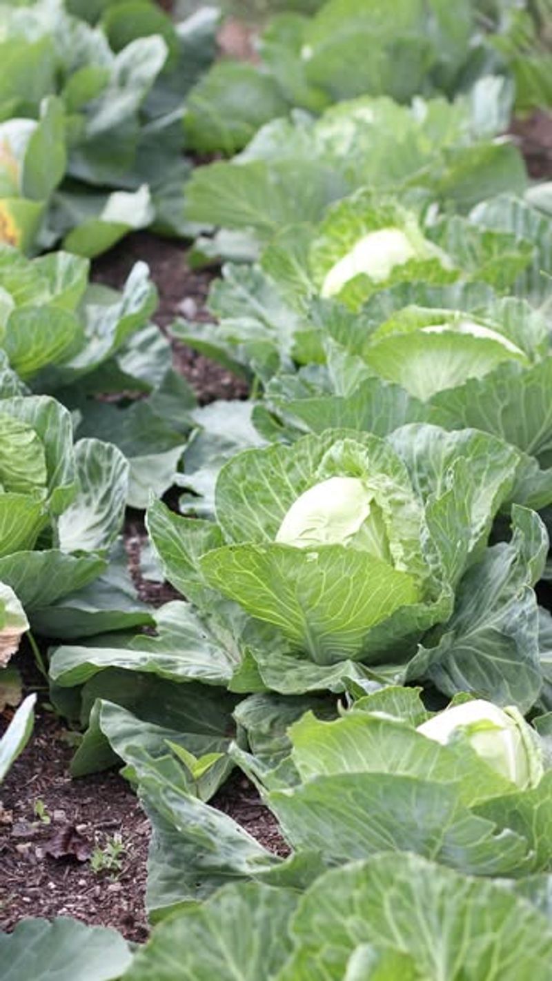 Outer Leaves Are Ready While Centers Keep Growing