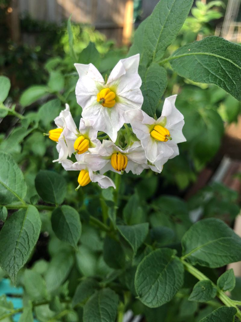 Flowering Signals Tuber Development Below Ground