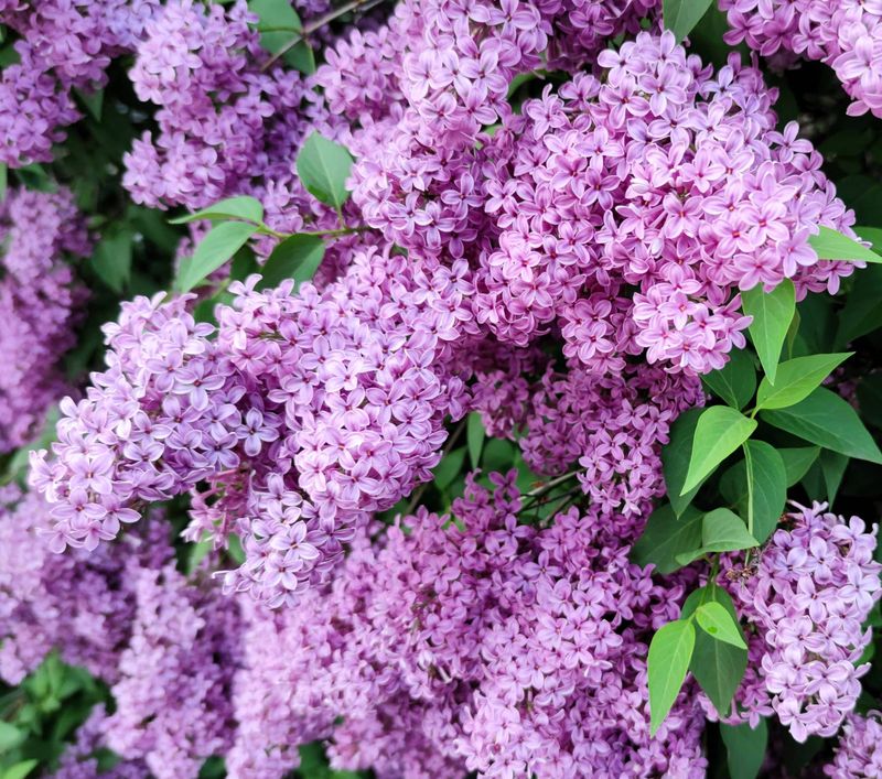 Mackinac Island State Park Protects Many Of The Lilacs
