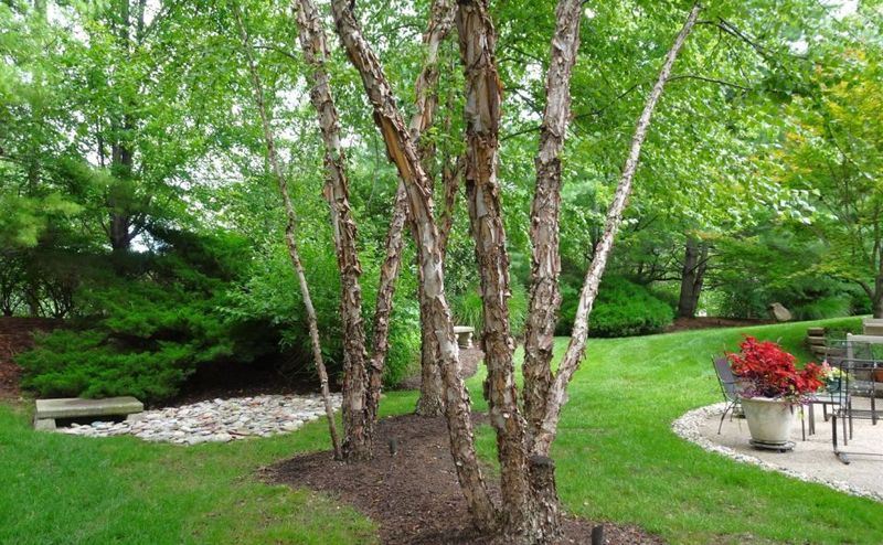 River Birch Perfect For Damp Soil