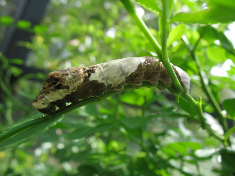 Wild Lime Powers Giant Swallowtail Life Cycles