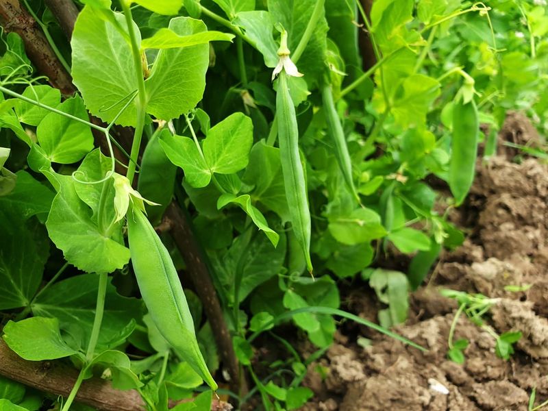 Field Peas Improve Soil Nitrogen Naturally