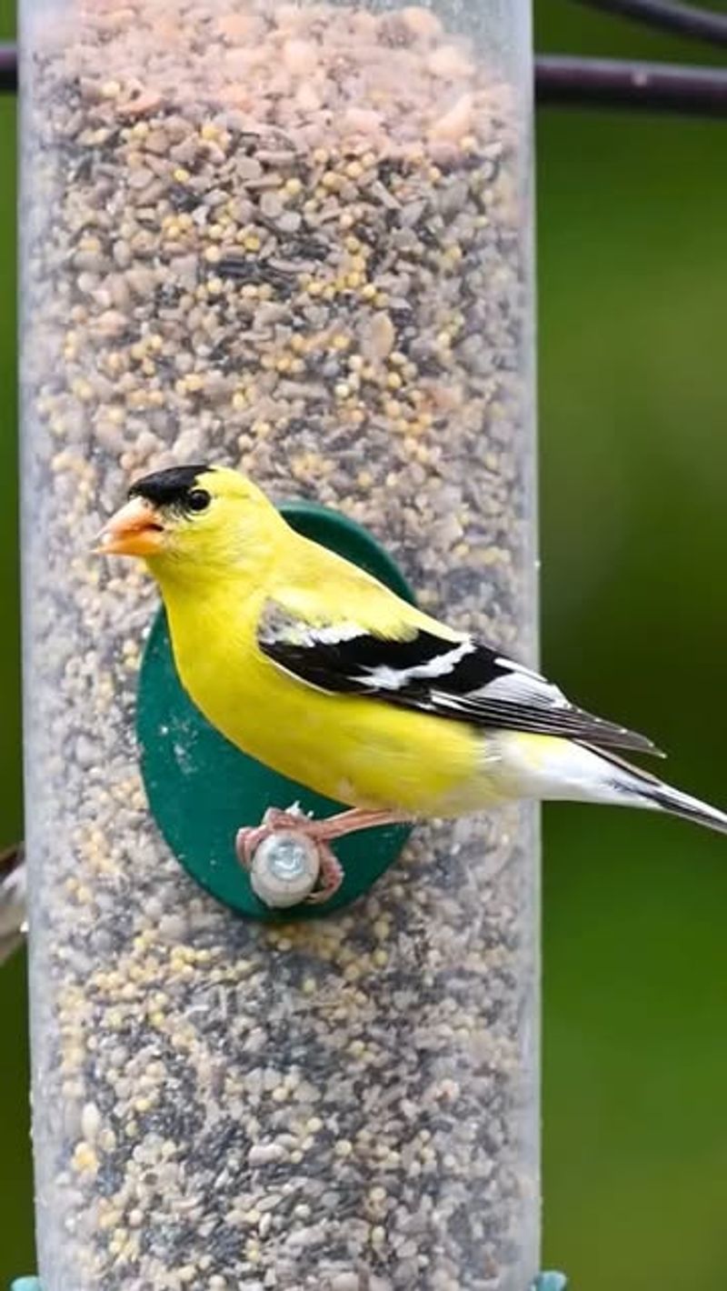 American Goldfinch And Their Shift To Seed Based Diets